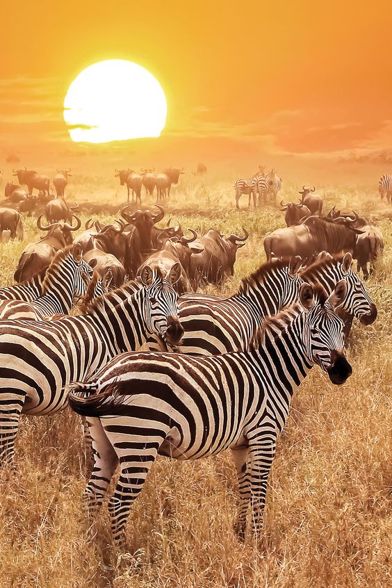 Afrosafari Travel & Tour