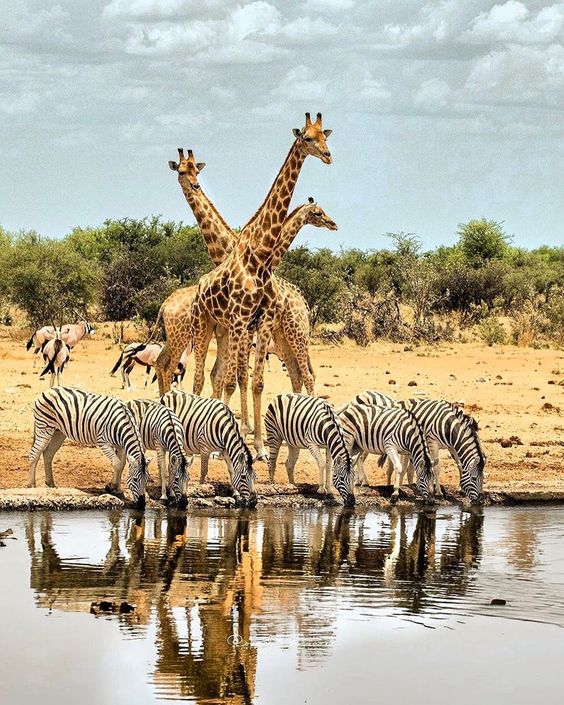 Afrosafari Travel & Tour