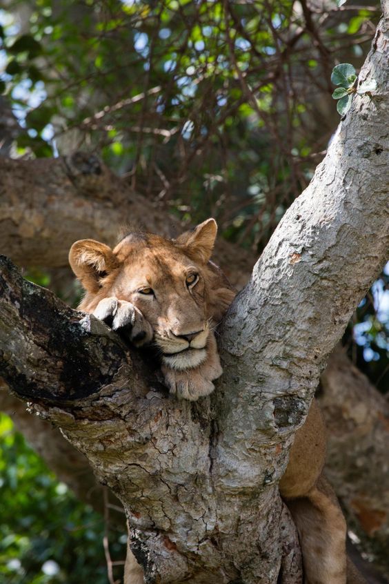 Afrosafari Travel & Tour
